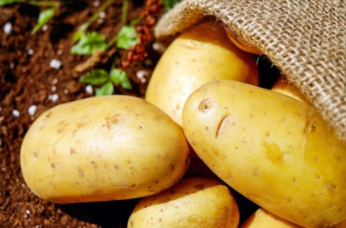Les meilleures pratiques d’arrosage pour des pommes de terre saines et abondantes